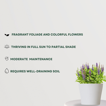 Salvia flowering plant for garden
